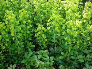 Euphorbia amygdaloides robbiae P9 - afbeelding 6