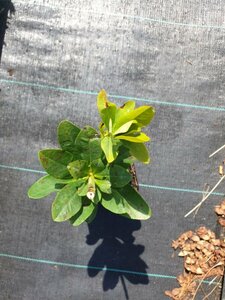 Euphorbia amygdaloides robbiae P9 - afbeelding 7