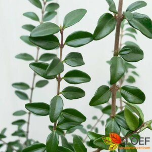 Lonicera nitida 'Elegant' C1.5