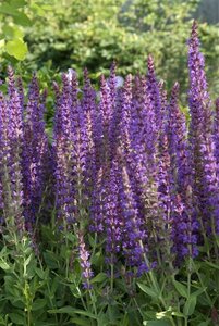 Salvia nemorosa 'Ostfriesland' P9 - afbeelding 11