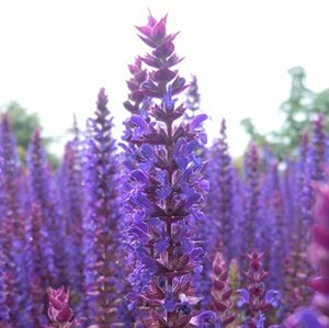 Salvia nemorosa 'Ostfriesland' P9 - afbeelding 8