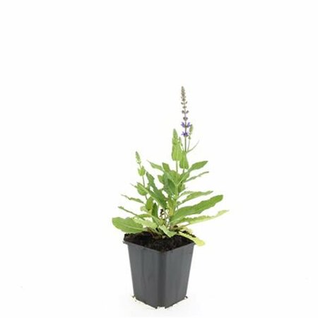 Salvia nemorosa 'Ostfriesland' P9 - afbeelding 15