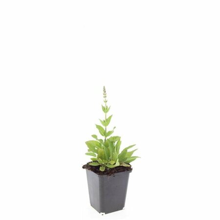 Salvia nemorosa 'Ostfriesland' P9 - afbeelding 16