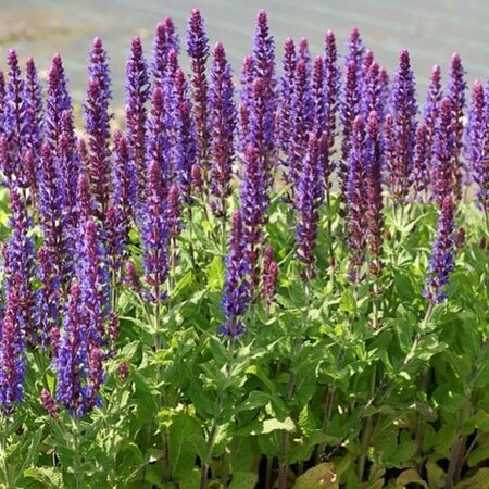 Salvia nemorosa 'Ostfriesland' P9 - afbeelding 4