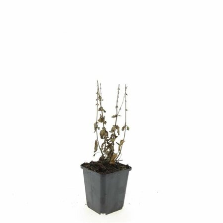 Salvia nemorosa 'Ostfriesland' P9 - afbeelding 14