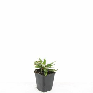 Salvia nemorosa 'Ostfriesland' P9 - afbeelding 13
