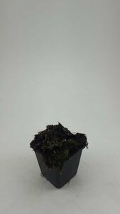 Salvia nemorosa 'Ostfriesland' P9 - afbeelding 12