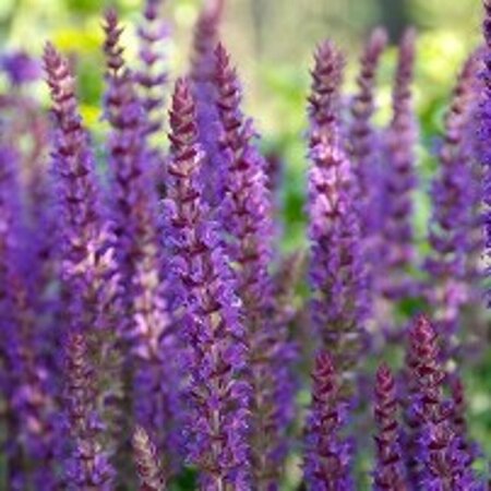 Salvia nemorosa 'Ostfriesland' P9 - afbeelding 2