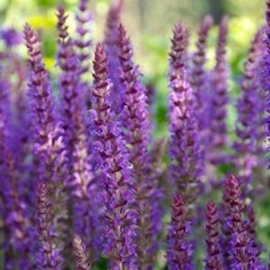 Salvia nemorosa 'Ostfriesland' P9 - afbeelding 2