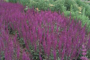 Salvia nemorosa 'Ostfriesland' P9