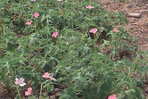 Geranium endressii 'Wargrave Pink' P9