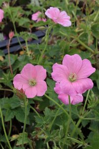 Geranium endressii 'Wargrave Pink' P9 - afbeelding 3