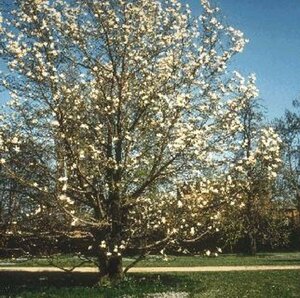 Magnolia kobus 12-14 C.