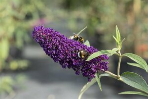 Buddleja davidii 'Black Knight' C7.5