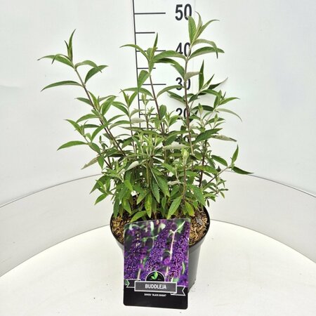 Buddleja davidii 'Black Knight' - afbeelding 4