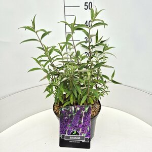 Buddleja davidii 'Black Knight' - afbeelding 4