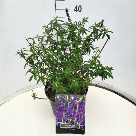 Buddleja davidii 'Black Knight' - afbeelding 3