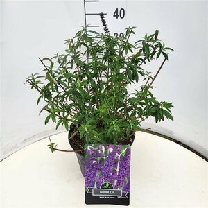 Buddleja davidii 'Black Knight' - afbeelding 3