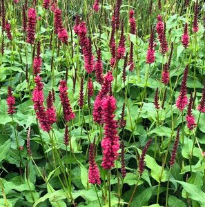 Persicaria amplexicaulis 'Dark Red' P9 - afbeelding 2