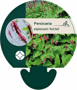Persicaria amplexicaulis 'Dark Red' P9 - afbeelding 3