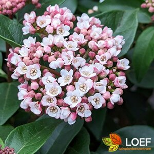 Viburnum tinus 'Spirit'