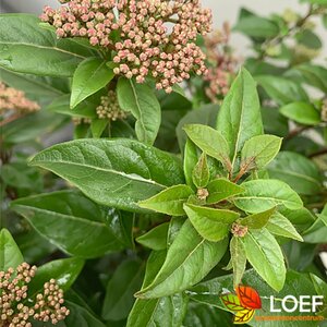 Viburnum tinus 'Spirit' - afbeelding 2