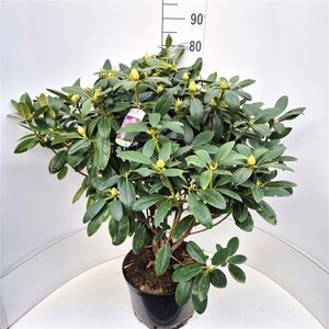 Rhododendron 'Catawbiense Grandiflorum' - afbeelding 4
