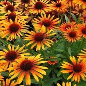 Echinacea purpurea 'Fatal Attraction' P9 - afbeelding 3