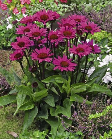 Echinacea purpurea 'Fatal Attraction' P9 - afbeelding 1