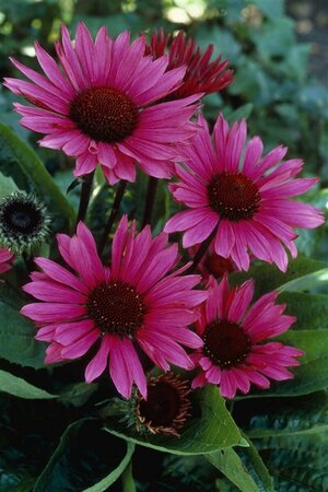Echinacea purpurea 'Fatal Attraction' P9 - afbeelding 6