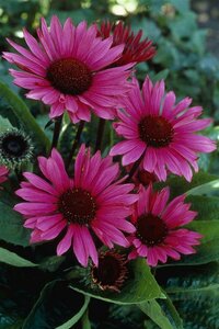 Echinacea purpurea 'Fatal Attraction' P9 - afbeelding 6