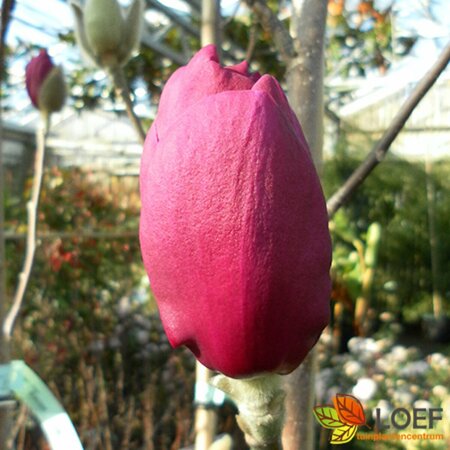 Magnolia 'Black Tulip' - afbeelding 2
