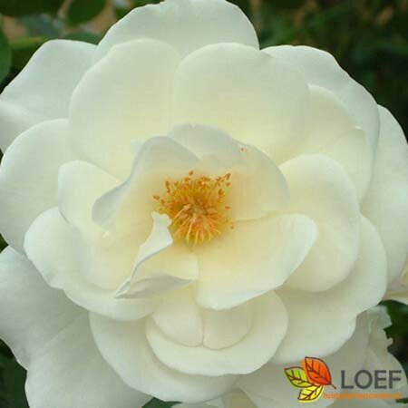 Rosa (K) 'Climbing Schneewittchen'