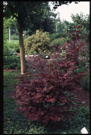 Acer palmatum 'Fireglow'