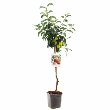 Malus domestica 'Elstar' 20-25 DR. - afbeelding 4