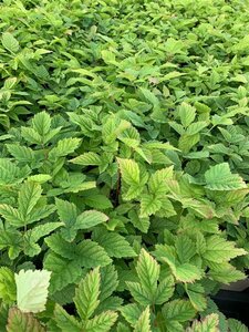 Aruncus dioicus P9 - afbeelding 5