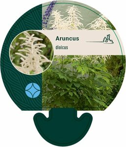 Aruncus dioicus P9 - afbeelding 7