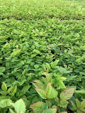Aruncus dioicus P9 - afbeelding 4