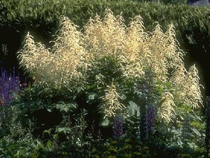 Aruncus dioicus P9 - afbeelding 10