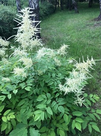 Aruncus dioicus P9 - afbeelding 3