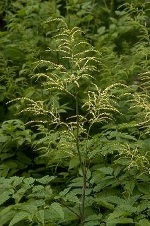 Aruncus dioicus P9 - afbeelding 8