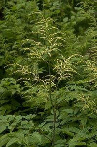Aruncus dioicus P9 - afbeelding 8