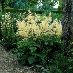 Aruncus dioicus P9 - afbeelding 6