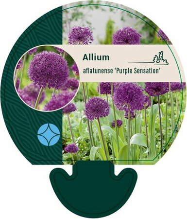 Allium afl. 'Purple Sensation' P9 - afbeelding 3