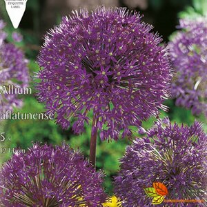 Allium afl. 'Purple Sensation' P9