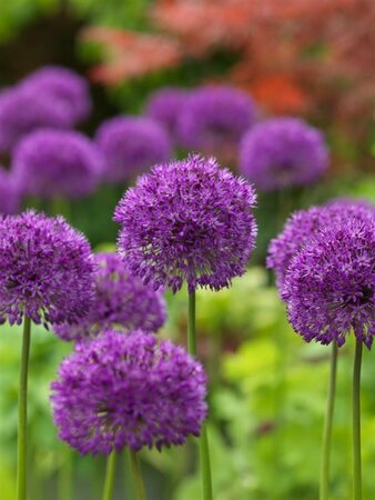 Allium afl. 'Purple Sensation' P9 - afbeelding 2