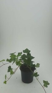 Hedera hibernica - afbeelding 9