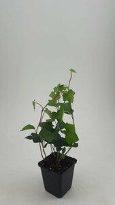 Hedera hibernica - afbeelding 14