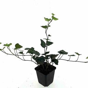 Hedera hibernica - afbeelding 15