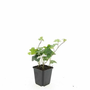 Hedera hibernica - afbeelding 16